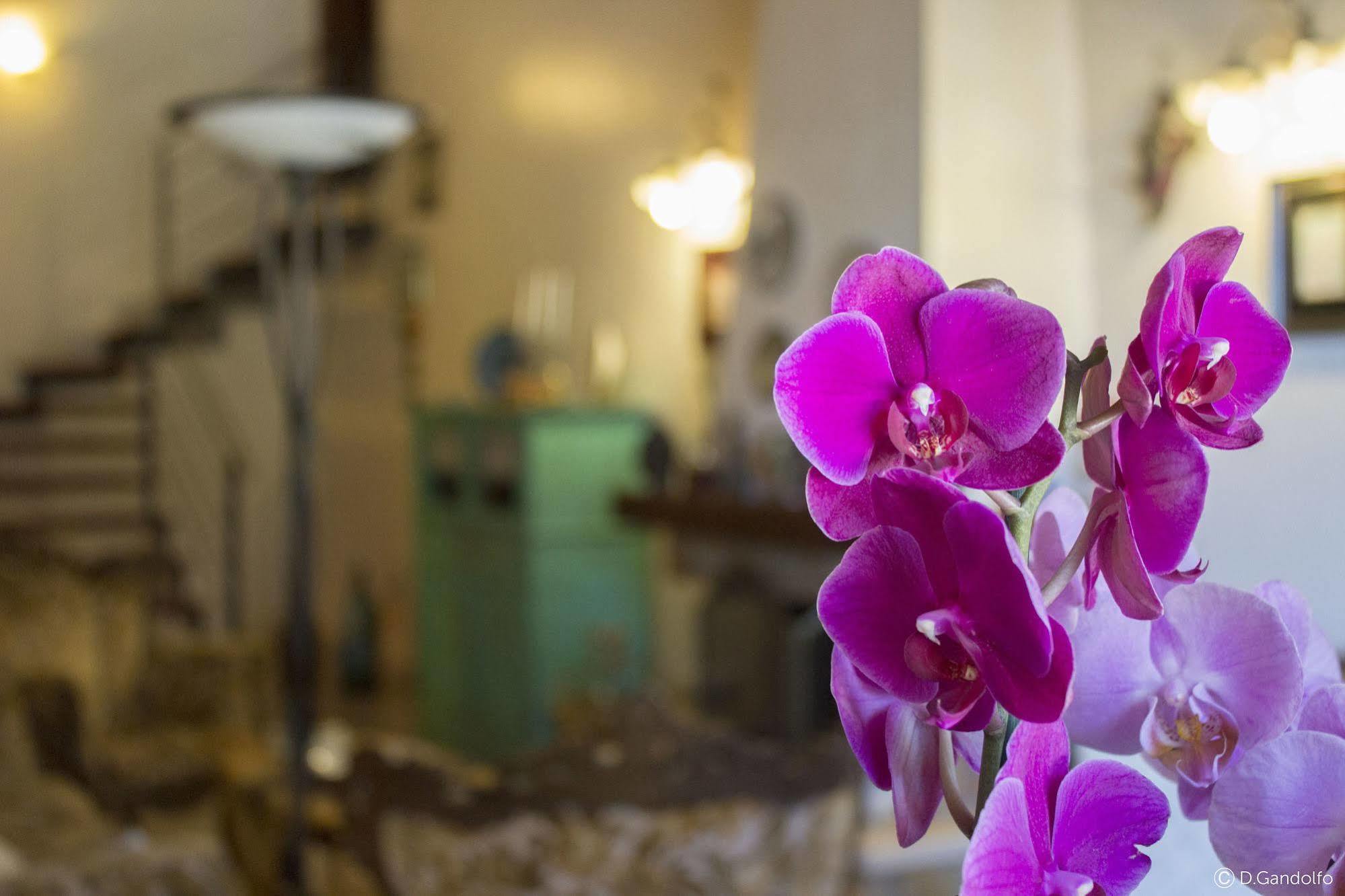 Villa Gagliardetta Castellammare del Golfo Εξωτερικό φωτογραφία